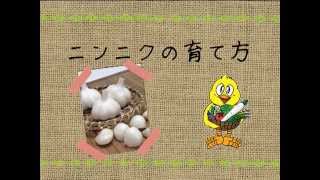 ニンニクの育て方　農業屋