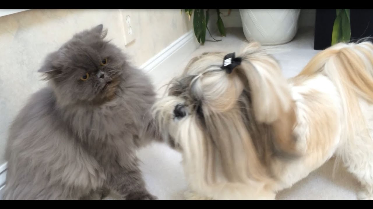 do shih tzus get along with cats