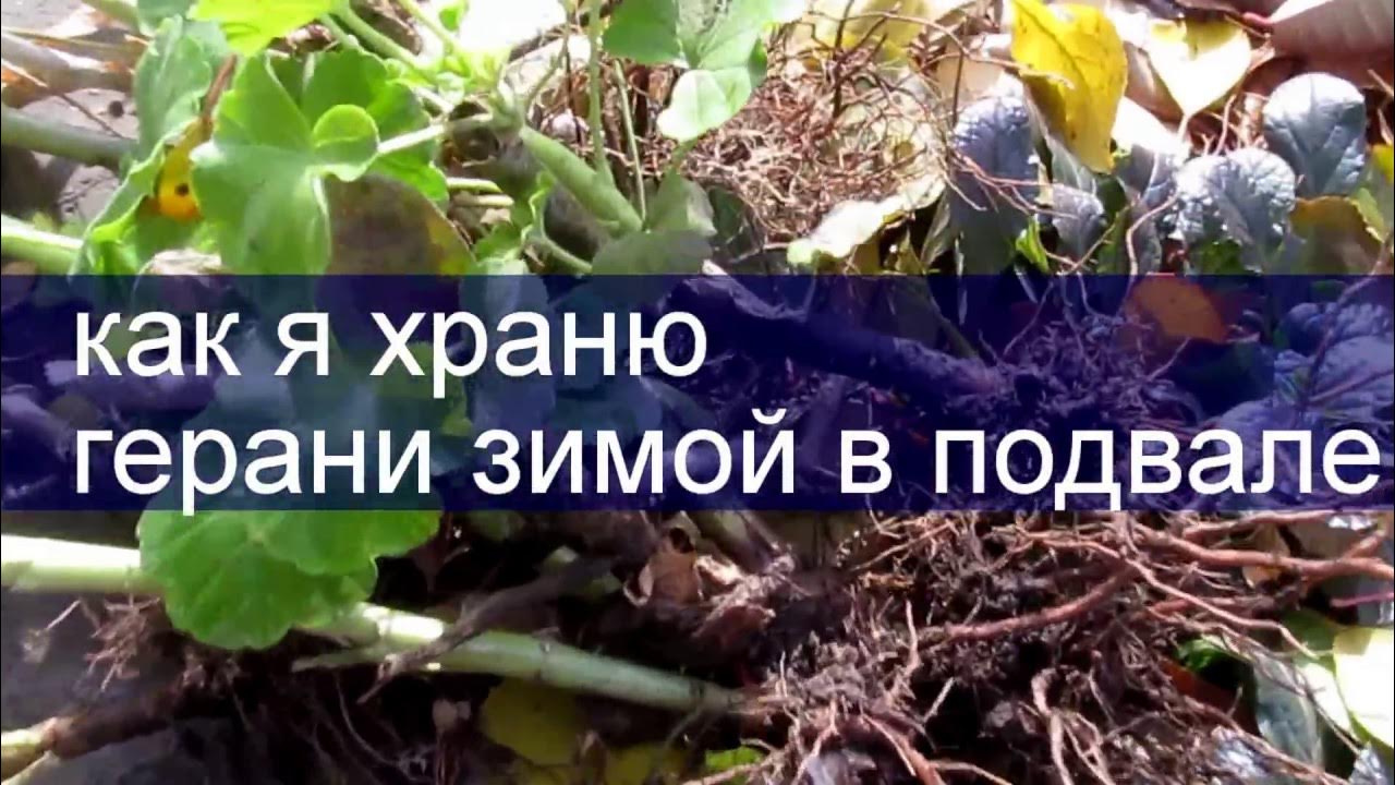 Герань зимовка в квартире. Убираем герань на зиму. Как сохранить герань зимой. Хранения пеларгоний (гераней) зимой. Пеларгония соллери.