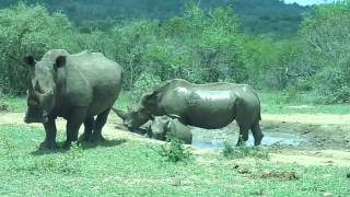 Safari - Rhino's loving the mud