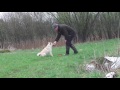 Norwegian buhund eight months in training の動画、YouTube動画。