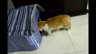 Soft Indoor Cat House: From Royal Pets Lahore screenshot 1