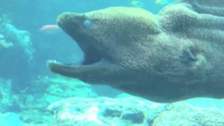 Аквариумные рыбы Морской аквариум Relax Аквариумные рыбы Морской аквариум Relax