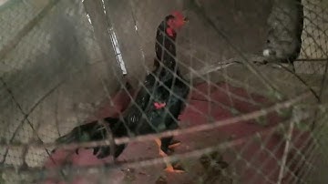 coj nej los saib kuv cov qaib sib ncaws