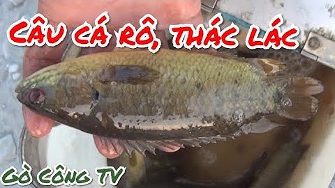 Câu cá rô, thác lác cùng cần thủ đến từ quận 6 SG