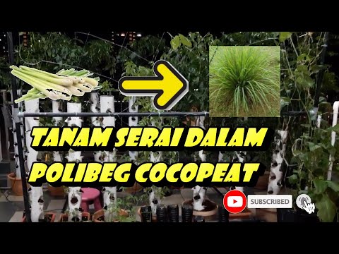 Video: Cara Membuat Popsikel Dan Serai Dalam Satu Resipi