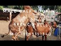Gir Bull Arya World Top Class Breeding Bull| ARYAMAN Gir Gaushala
