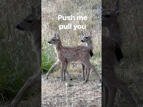 push me pull you ￼
