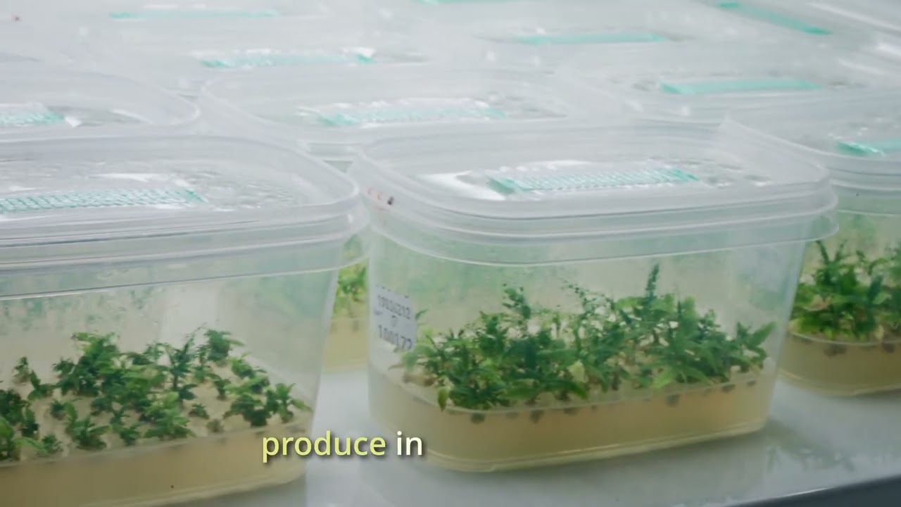 Fluence Innovator | Flowery Field Sees Clone Quality Skyrocketing with Fluence LEDs