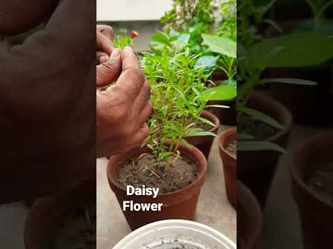 The Daisy Bloom Leak: Science's Newest Puzzle