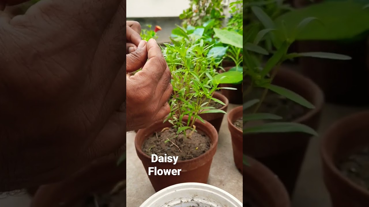 daisy flower plant// how to boosy your daisy flower