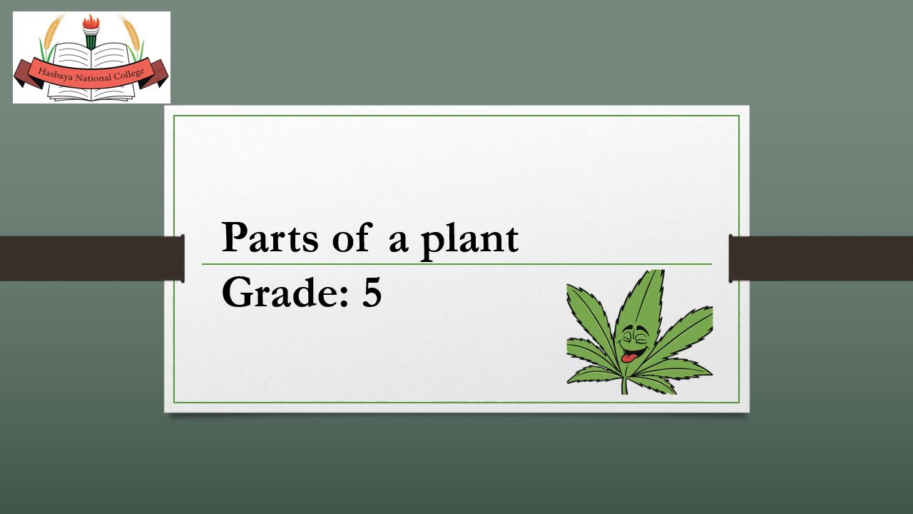 Parts of a plant Grade 5 YouTube