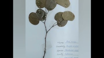 Herbarium practical notebook, how to make , Msc Botany copy