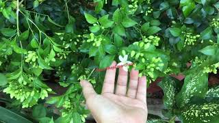 Cây Nguyệt Quế Trĩu Bông Beautiful Flowers Annie Farm Bazan