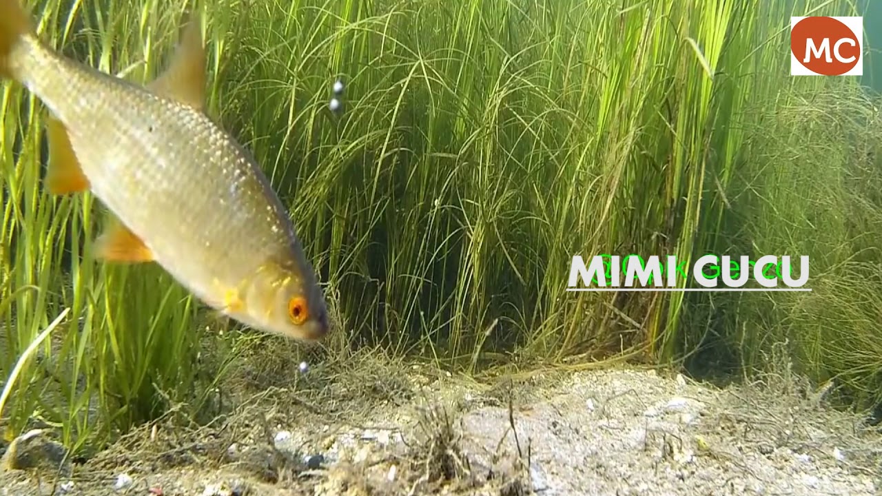 CARA IKAN MEMAKAN UMPAN SAAT MEMANCING