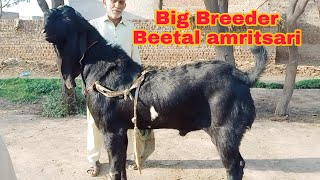 Big Breeder Bakry Pure Betal amert sari