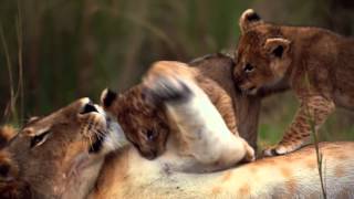 African Cats  Official Trailer 1080p