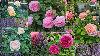 Top Roses Review In My Garden 2023  David Austin and Kordes Zone 6B