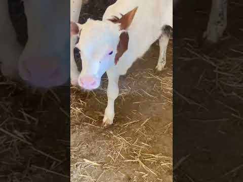 قدر الله وما شاء فعل عجل صغير بثلاثه ارجل لا حول ولا قوه الا بالله العلي العظيم