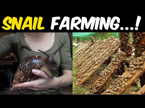 Video: What Are African Giant Snails Famous For?