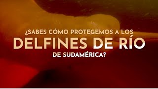 ASÍ PROTEGEMOS A LOS DELFINES DE RÍO DE SURAMÉRICA