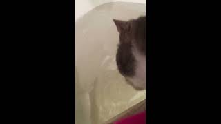 Кот греется в ванной