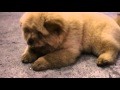 Shiro the chow chow happy music