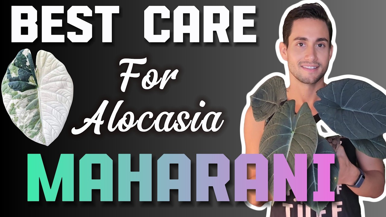 Alocasia Maharani | BEST care & Complete Semi-hydro Guide