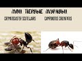 Мои первые муравьи: Crematogaster scutellaris и camponotus cruentatus