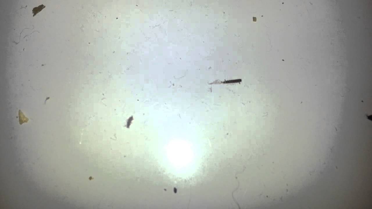 Pälsänger - YouTube