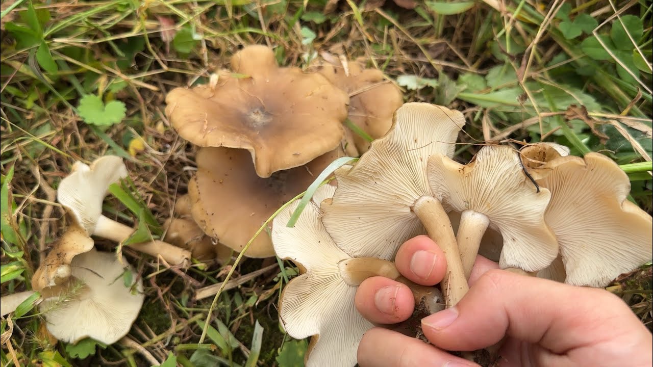 家できのこ狩り　野生ハタケシメジが生えた　ヌメリスギタケ　ヒラタケ　カワムラフウセンタケ　アケビも収穫