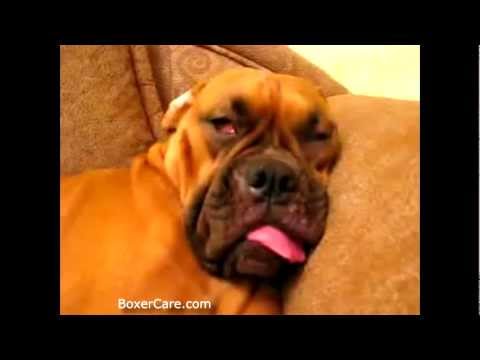 boxer dog snoring