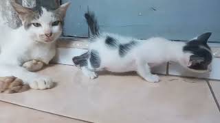 new kittens out of the nest ( anak kucing baru keluar dari sarangnya ) by Vi On 294 views 2 weeks ago 5 minutes, 2 seconds