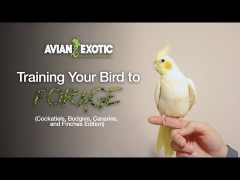 Foraging for Cockatiels, Budgies, Canaries, and Finches