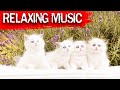 Relaxing Music Calm Cats Stress Relief Music, Meditation Music