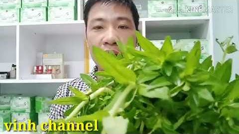 Khỏi thận ứ nước, và sỏi thận, từ hai loại thảo dược, dễ tìm  này /vinh channel
