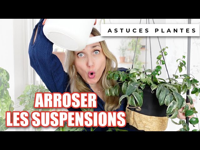 🌿 PLANTES EN SUSPENSION : COMMENT LES ACCROCHER, COMMENT ARROSER, QUELLES  PLANTES POUR SUSPENDRE 