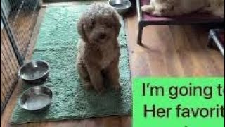 Dog gone smart pet products Dirty Dog Doormat Runner Unboxing