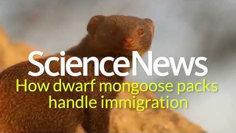 How dwarf mongoose packs handle immigration | Science News