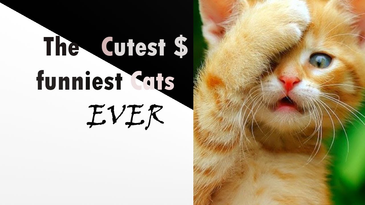 EPISODE # 1 Cute and Funny Cat videos compilation 2020 