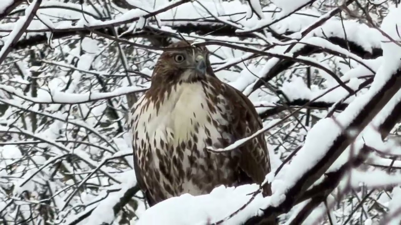 Post-blizzard hawk sighting in Cobbs Creek Park – Walk Around Philadelphia Feb 2026