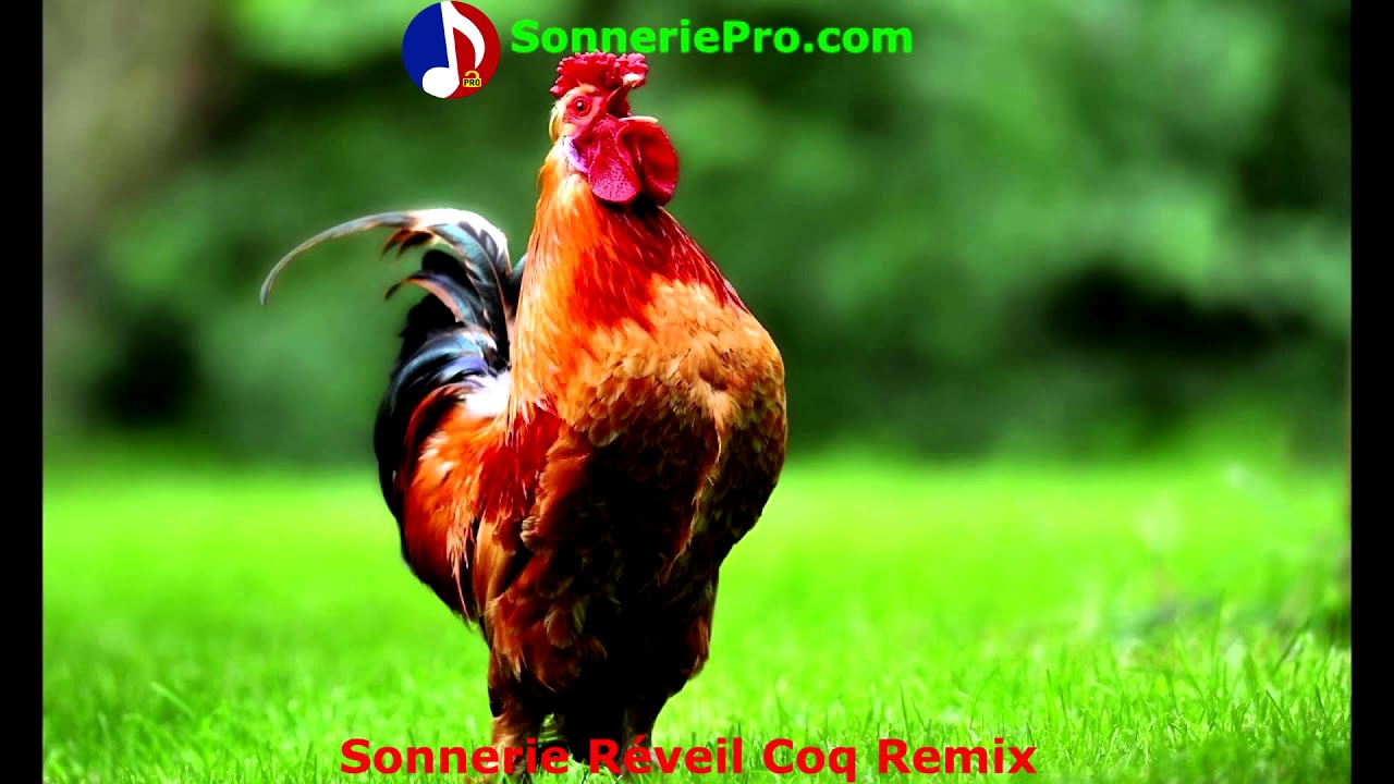 Sonneries Gratuites Pour Portable R veil Coq Remix SonneriePro YouTube sonneries-gratuites-pour-portable-r-veil-coq-remix-sonneriepro-youtube