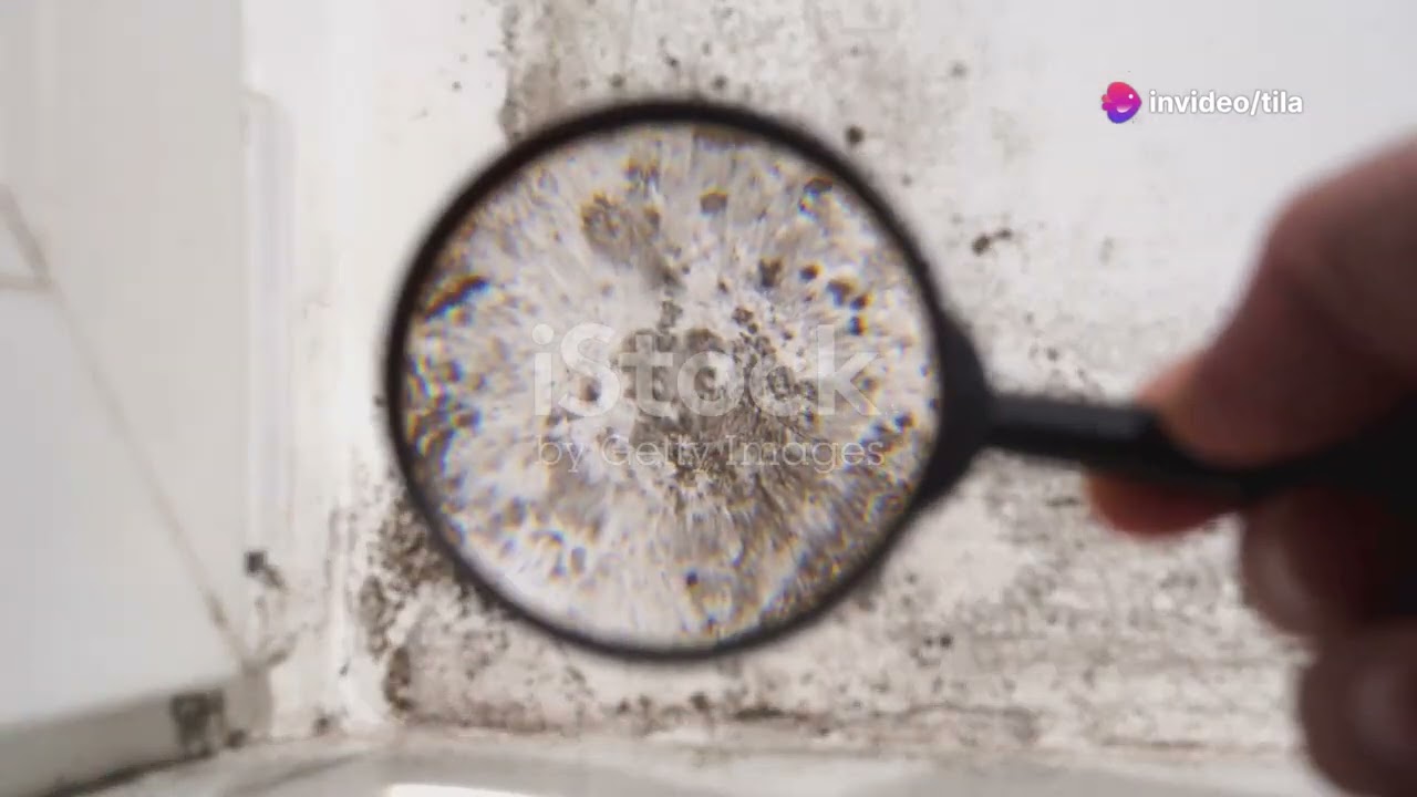 Mould The Fuzzy Intruder in Your Home! 