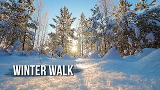 Winter walk - Walk in the snowy forest in Russia. Relaxing music. Forest walk.