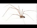 How to make a spider from wire  craft ideas  craftic bite