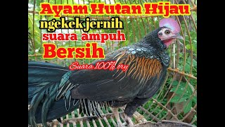 Suara pikat Ayam Hutan Hijau jantan||pancingan ayam hutan  hijau jantan || ayam hutan hijau ngekek