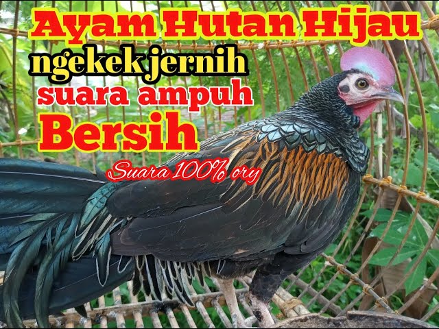 Suara pikat Ayam Hutan Hijau jantan||pancingan ayam hutan  hijau jantan || ayam hutan hijau ngekek class=