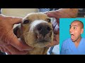 Que es Moquillo 🐶 Signos, Diagnostico y Tratamiento en perros