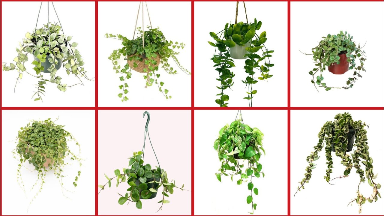 Money Plants Hanging & Decoration Ideas For Your Indoor Money Plants