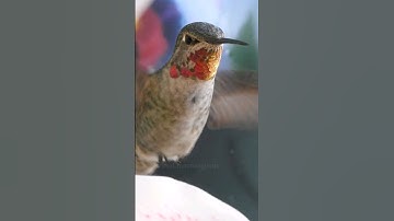 Subscribe to my hummingbirds channel for daily videos 💚❤️ #hummingbird #nature